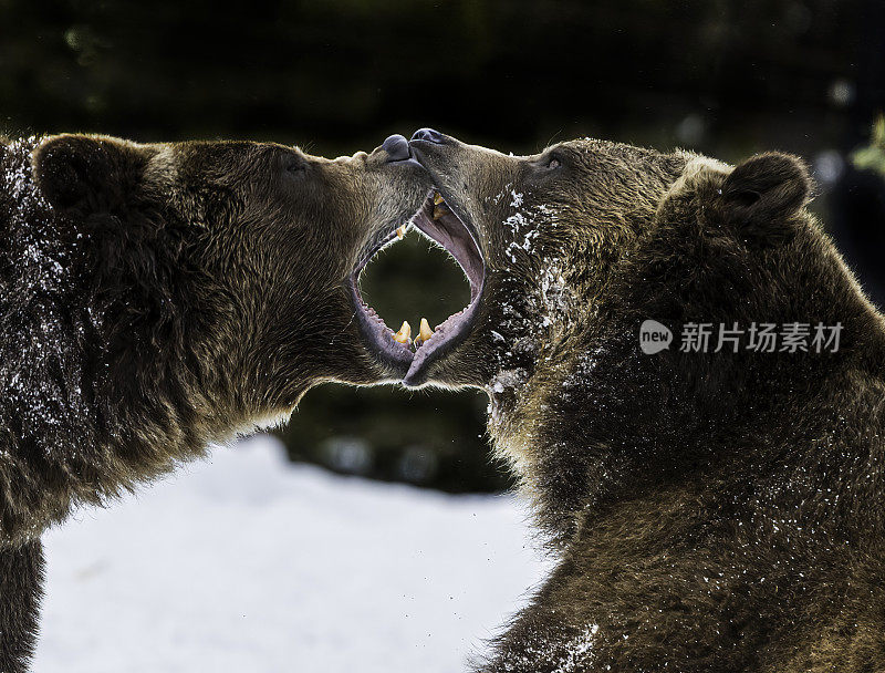 灰熊(Ursus arctos horribilis)，也被称为银头熊，灰熊，或北美棕熊，是棕熊(Ursus arctos)的一个亚种。在冬天的时候。